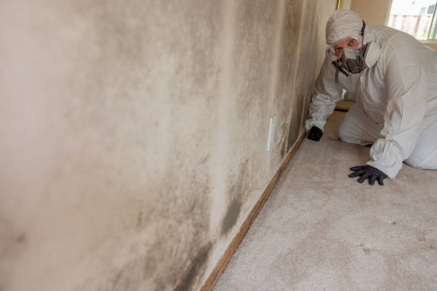 Best Mold Damage Restoration  in Bawcomville, LA